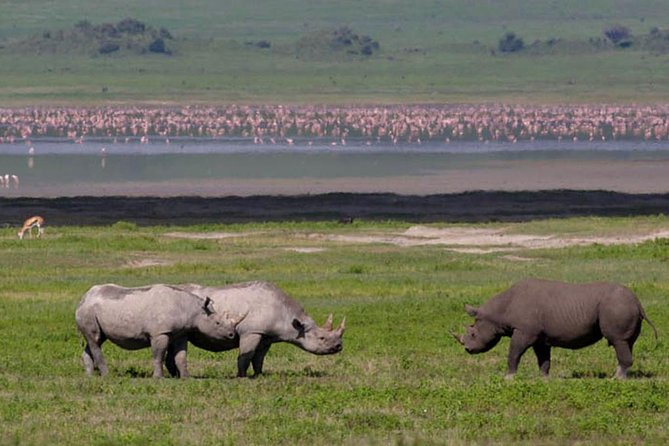 Safari in Tanzania 5 Days: Manyara, Ngorongoro, Serengeti - Pickup and Meeting Details