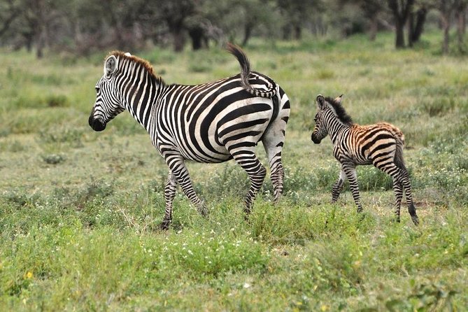 Safari in Tanzania 5 Days: Manyara, Ngorongoro, Serengeti - Confirmation and Availability