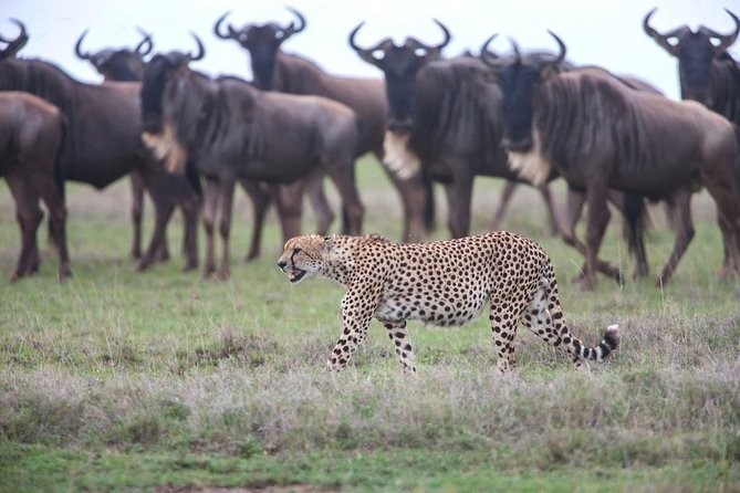 Safari in Tanzania December - April, the Great Migration of the Serengeti - Key Points