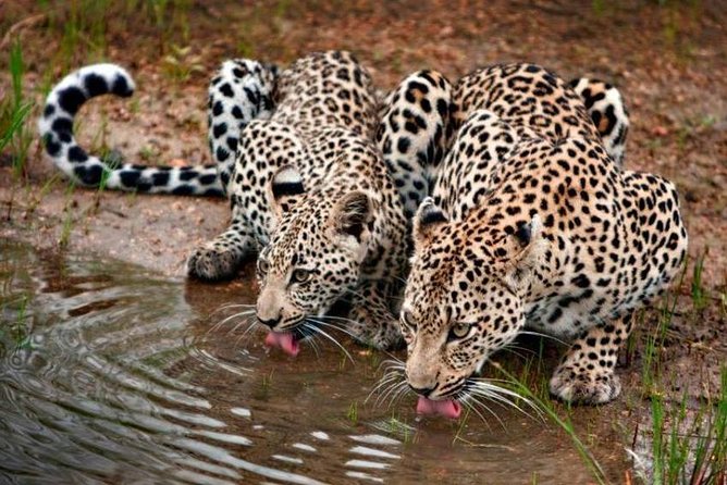 Safari in Tanzania December - April, the Great Migration of the Serengeti - Inclusions and Amenities