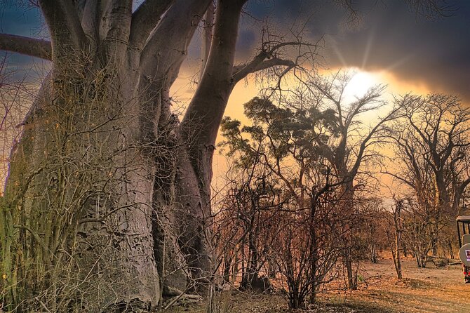 Safari in Victoria Falls and Zambezi National Park - Savannah Adventures Safaris