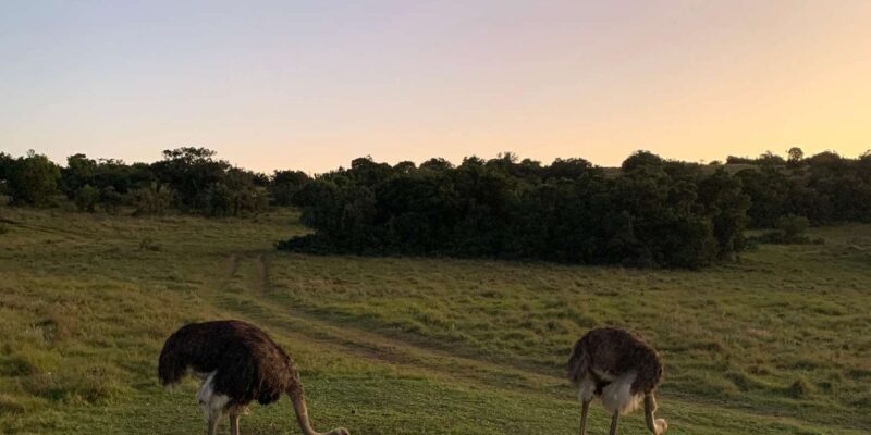 Safari Into Schotia Full Day Tour - Experience Highlights