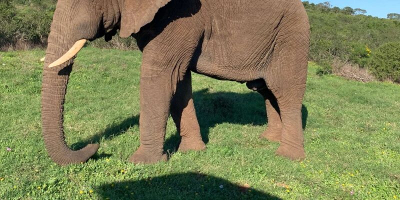 Safari Into Schotia Full Day Tour - Safety and Restrictions
