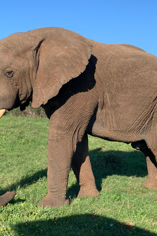 Safari Into Schotia Full Day Tour - Transportation and Logistics