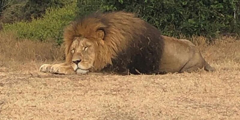 Safari Into Schotia Half Day Tour - Important Information