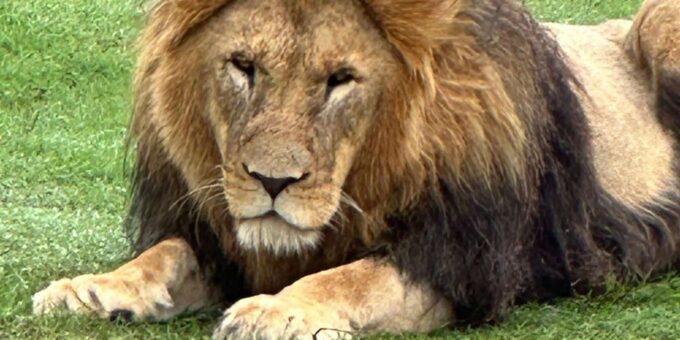 Safari Into Schotia Half Day Tour - Cancellation Policy