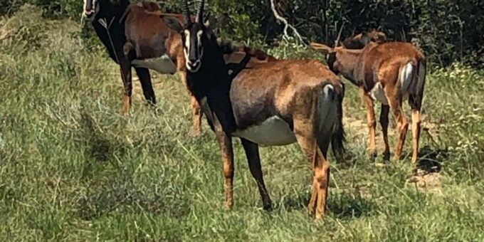 Safari Into Schotia Half Day Tour - Transportation