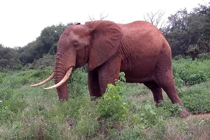 Safari Kenya With Patrick - Cancellation Policy