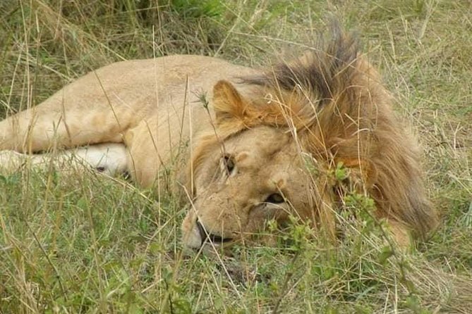Safari Kenya With Patrick - Guest Reviews