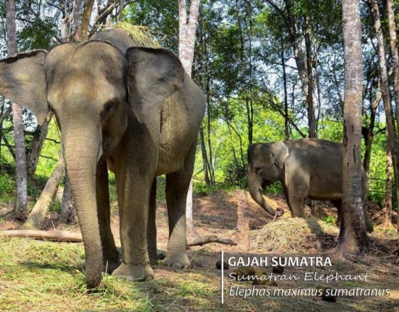 Safari Lagoi & Eco Farm Bintan - Visitor Experience and Tour Highlights