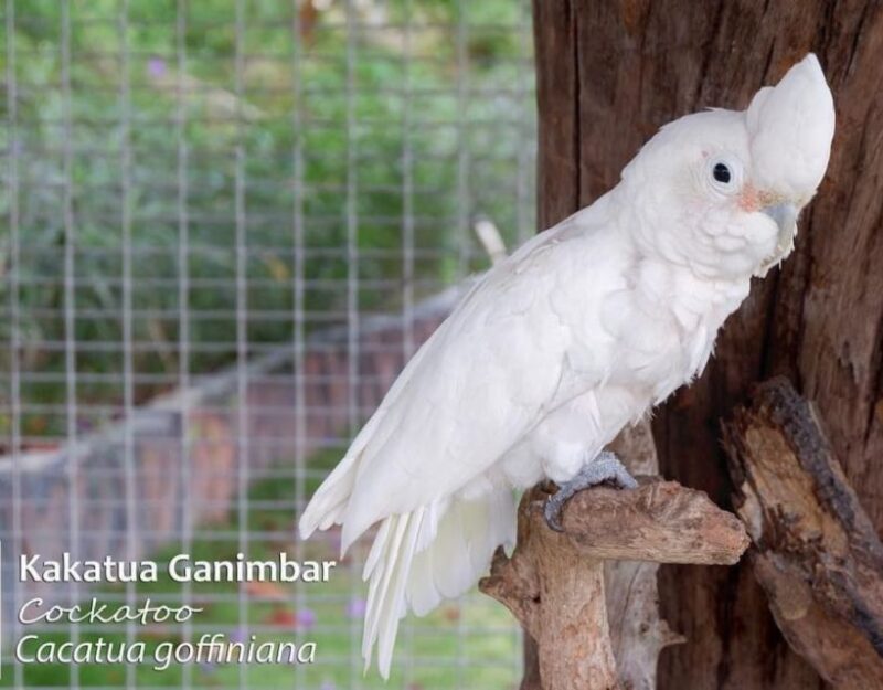 Safari Lagoi & Eco Farm Bintan - Pricing and Booking Information