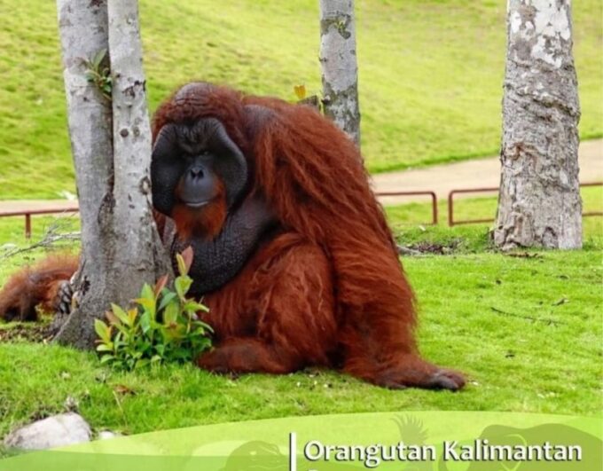 Safari Lagoi & Eco Farm Bintan - Packing Recommendations for Visitors