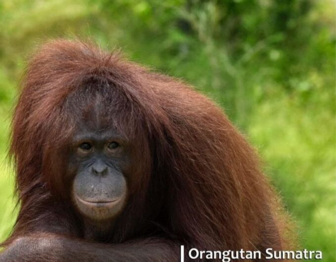 Safari Lagoi & Eco Farm Bintan - Traveler Reviews and Ratings