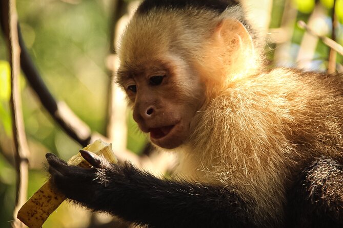 Safari One Day Tour With Butterflies Monkeys Crocodiles Birds - Highlights of the Experience