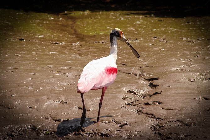 Safari One Day Tour With Butterflies Monkeys Crocodiles Birds - Positive Customer Feedback