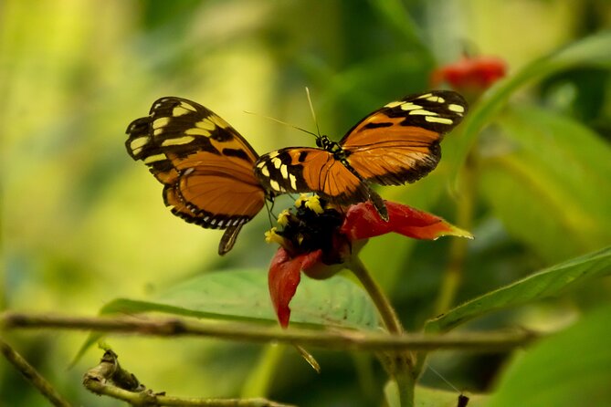 Safari One Day Tour With Butterflies Monkeys Crocodiles Birds - Negative Customer Feedback
