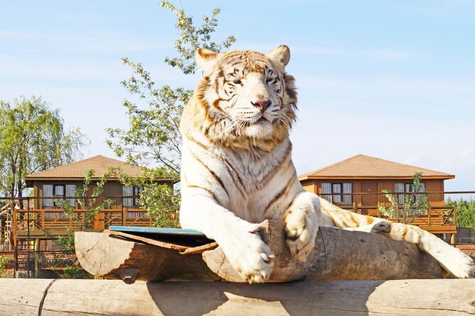 Safari Park - Park Overview