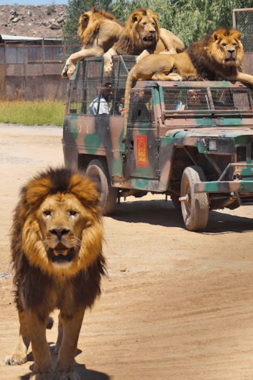 Safari Park Rancagua - Language Options