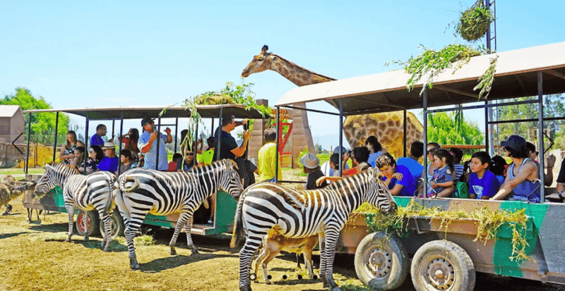 Safari Park Rancagua - Experience and Duration