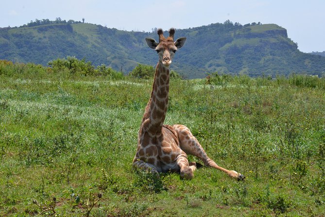 Safari & Phezulu Village Day Tour From Durban - Reviews and Ratings