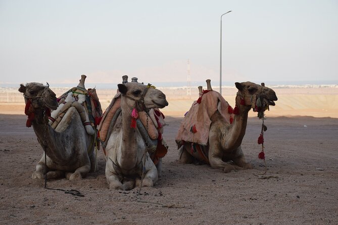 Safari Quads With Camel Ride & Star Gazing in Sharm El Sheikh - Quad Biking Adventure