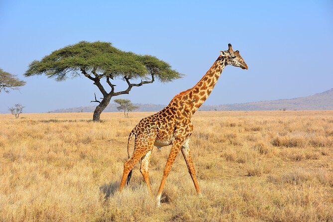 Safari Rhino - Participation Guidelines