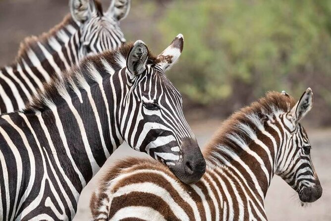 Safari Serengeti And Ngorongoro - Discovering the Ngorongoro Crater