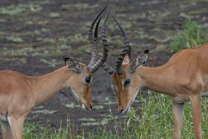 Safari Serengeti And Ngorongoro - The Big Five and Beyond