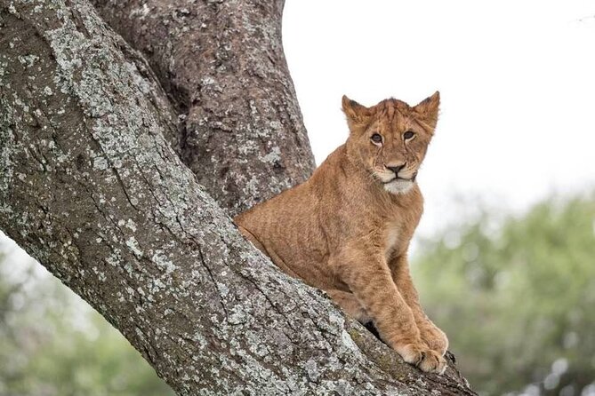 Safari Serengeti And Ngorongoro - Logistics and Travel Details