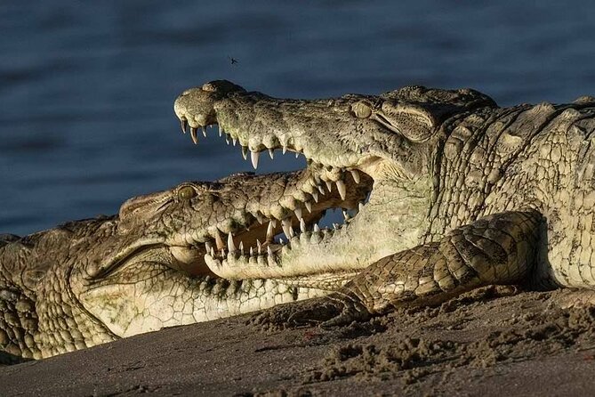 Safari Serengeti And Ngorongoro - Guaranteed Wildlife Sightings