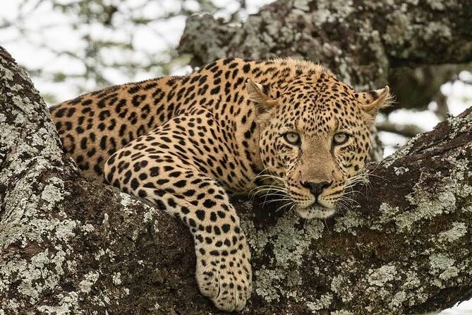 Safari Serengeti And Ngorongoro - Magnificent Natural Wonders
