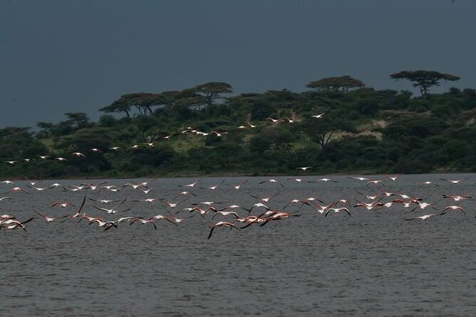 Safari Serengeti And Ngorongoro - AMREF Flying Doctors Coverage