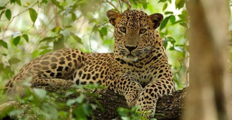 Safari Serenity: Exclusive Wilpattu National Park Adventure - Key Points