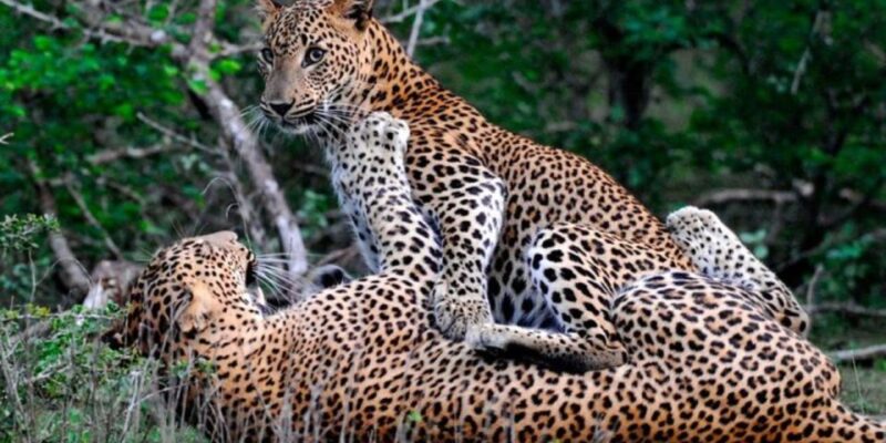 Safari Serenity: Exclusive Wilpattu National Park Adventure - Experience and Itinerary