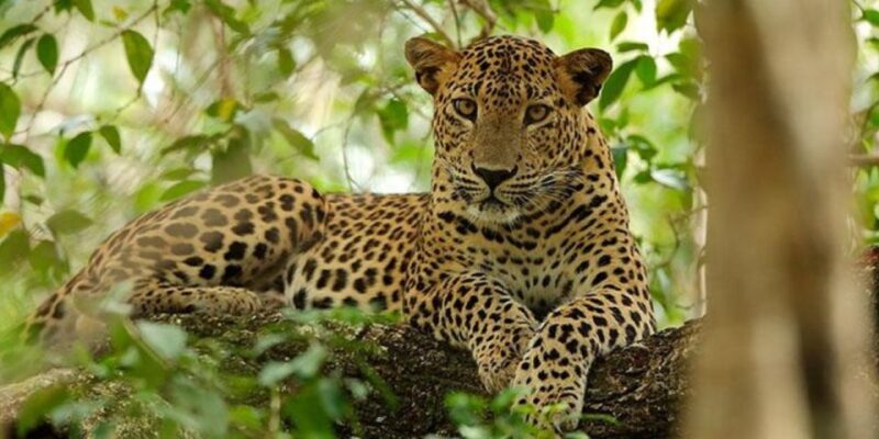 Safari Serenity: Exclusive Wilpattu National Park Adventure - Wildlife Encounters