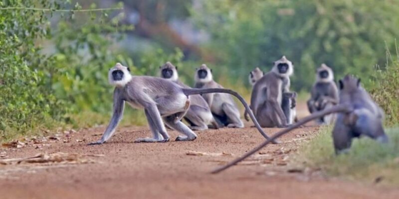 Safari Serenity: Exclusive Wilpattu National Park Adventure - Included Amenities