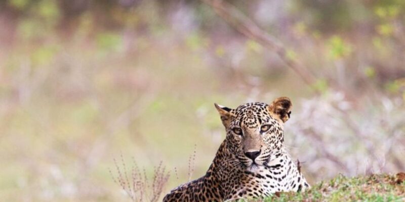 Safari Serenity: Exclusive Wilpattu National Park Adventure - Participant Restrictions