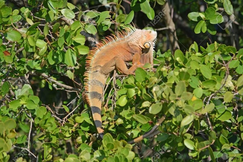 SAFARI THROUGH THE MANGROVES IN VENTANILLA OAXACA - Itinerary and Transportation