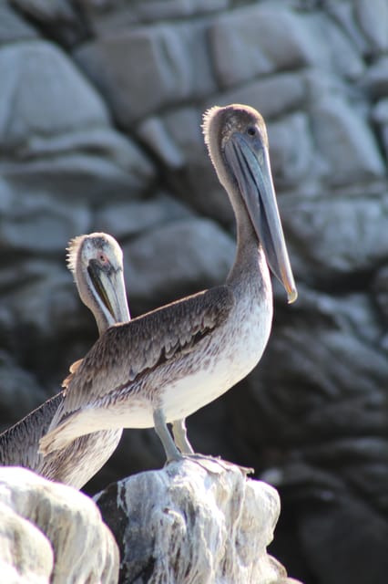 SAFARI THROUGH THE MANGROVES IN VENTANILLA OAXACA - Inclusions and Requirements