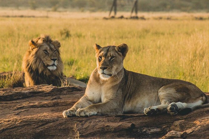 Safari to Mikumi N Park From Zanzibar Private Tour by Flight - Tour Highlights