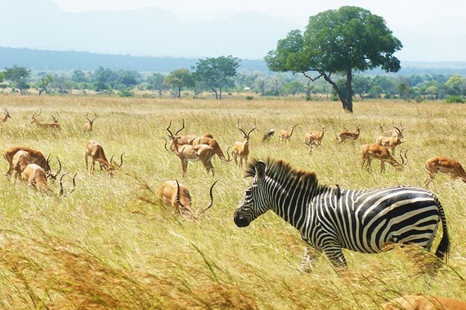 Safari to Mikumi N Park From Zanzibar Private Tour by Flight - Inclusions and Exclusions
