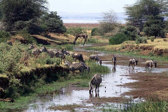 Safari to Mikumi N Park From Zanzibar Private Tour by Flight - Accessibility Information