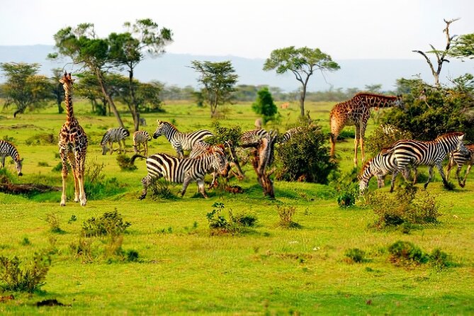 Safari to Mikumi N Park From Zanzibar Private Tour by Flight - Questions About Your Stay