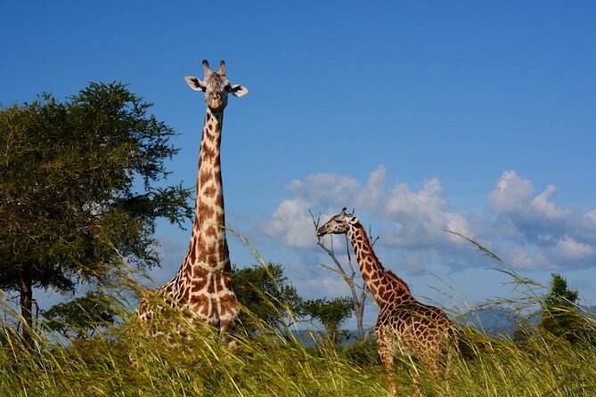 Safari to Mikumi N Park From Zanzibar Private Tour by Flight - Booking Your Stay