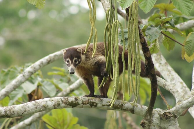 Safari Tour Along the Peñas Blancas River - Environmental Preservation Efforts