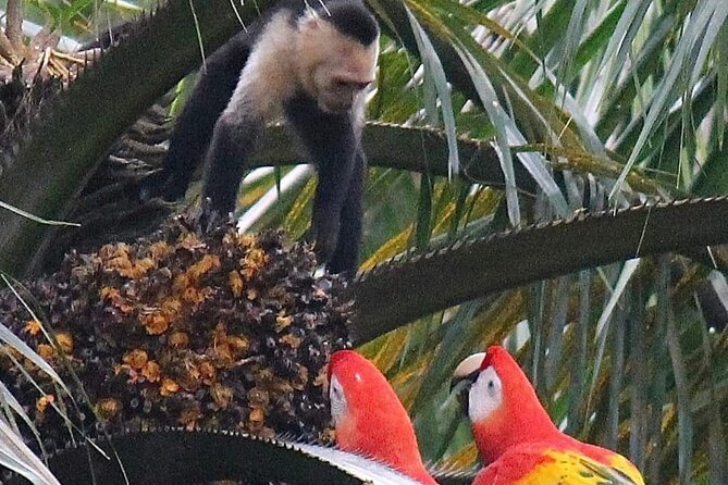 Safari Tour Along the Peñas Blancas River - Tour Inclusions and Amenities