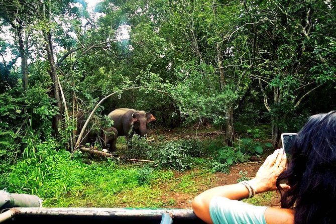 Safari Tour at Minneriya National Park - Elephant Viewing Highlights