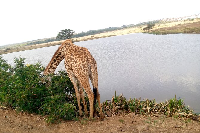 Safari Tour : Nairobi National Park - Inclusions and Exclusions