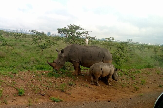 Safari Tour : Nairobi National Park - Tour Duration and Schedule