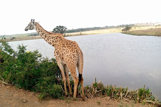 Safari Tour : Nairobi National Park - Group Size and Accessibility